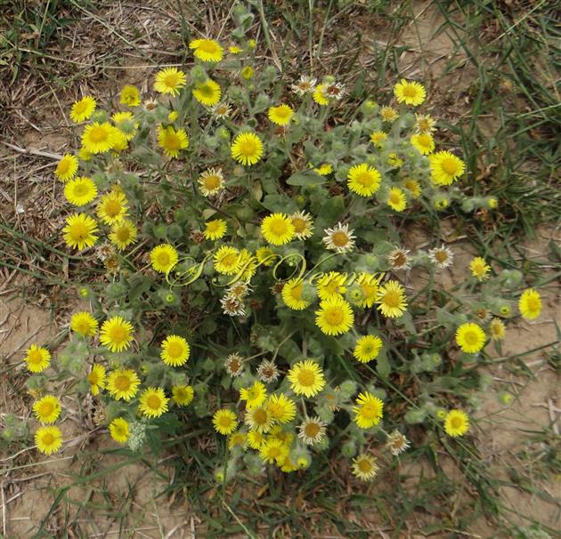  Plant